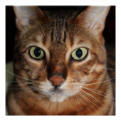 Poster de brillance de chat Bengale, Mur photo (Devant)