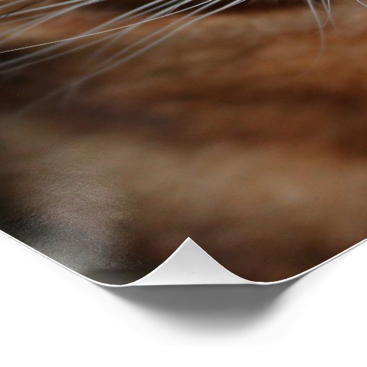 Poster de brillance de chat Bengale, Mur photo (Coin)