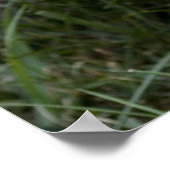 Poster de Brindle Cairn Terrier (Coin)