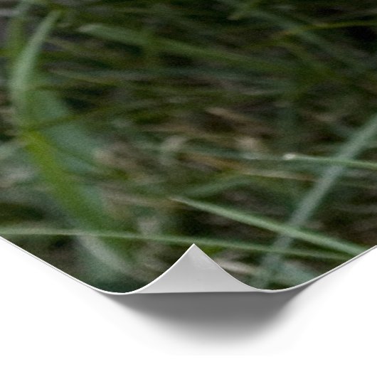 Poster de Brindle Cairn Terrier (Coin)