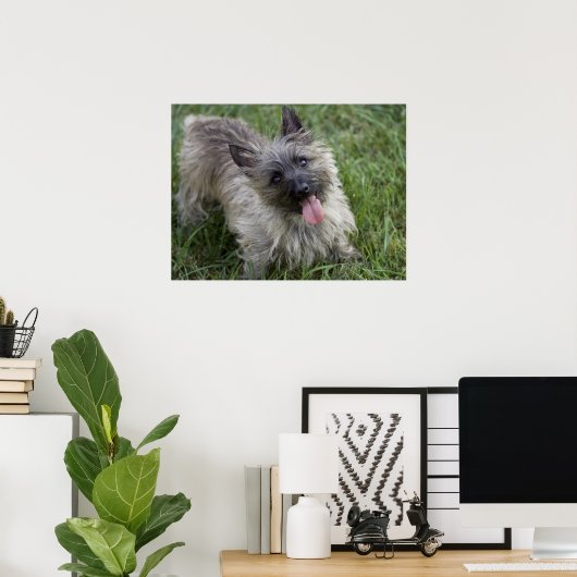 Poster de Brindle Cairn Terrier (Bureau à domicile)