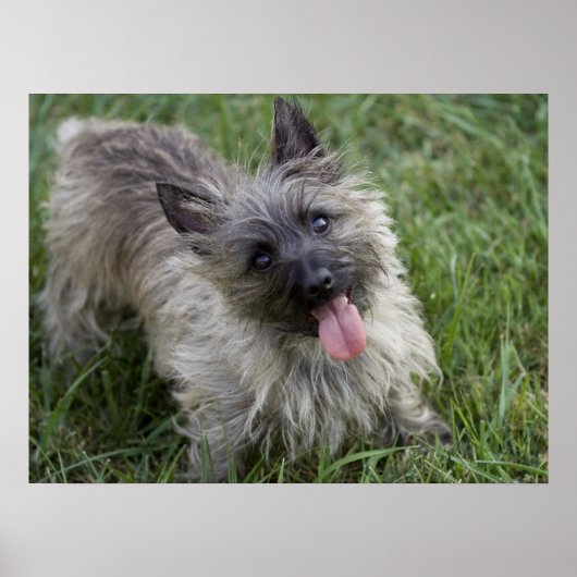 Poster de Brindle Cairn Terrier (Devant)