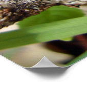 Poster de Bulgarie (Coin)