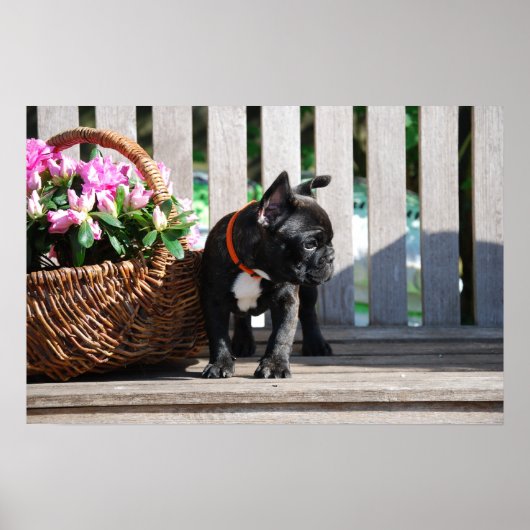 Poster de bulldog français (Devant)