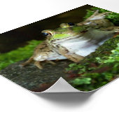 Poster de Bullfrog (Coin)