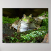 Poster de Bullfrog (Devant)