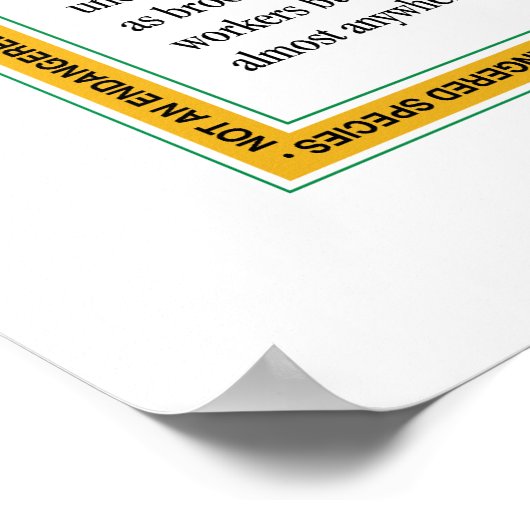 Poster de Bumble Bee (Coin)