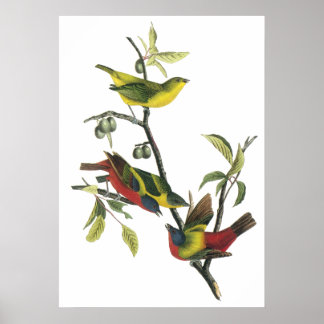 Poster de Bunting Peint Audubon