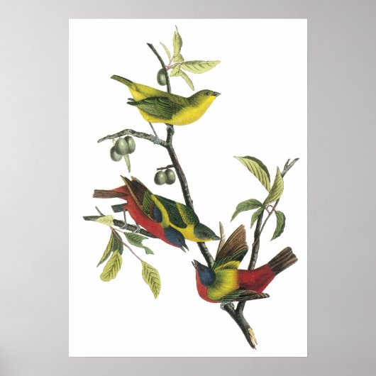 Poster de Bunting Peint Audubon (Devant)