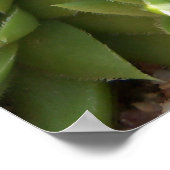 Poster de Cactus (Coin)