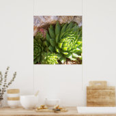 Poster de Cactus (Cuisine)