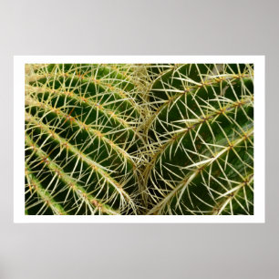 Poster de Cactus