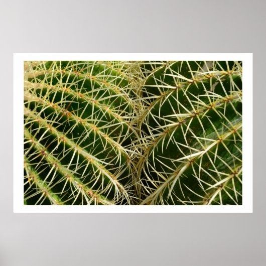 Poster de Cactus (Devant)