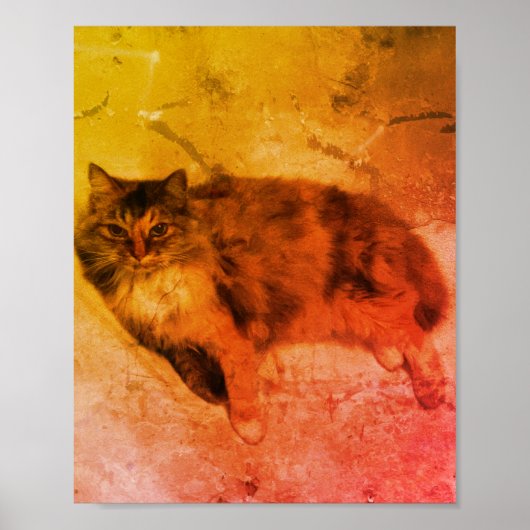 Poster de Calico Cat (Devant)