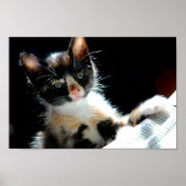 Poster de Calico Kitten (Devant)