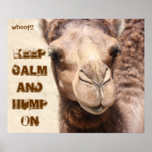 Poster de Camel amusant Gardez le calme et Hump On