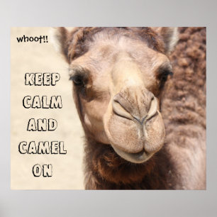 Poster de Camel amusant Gardez le calme et le cham