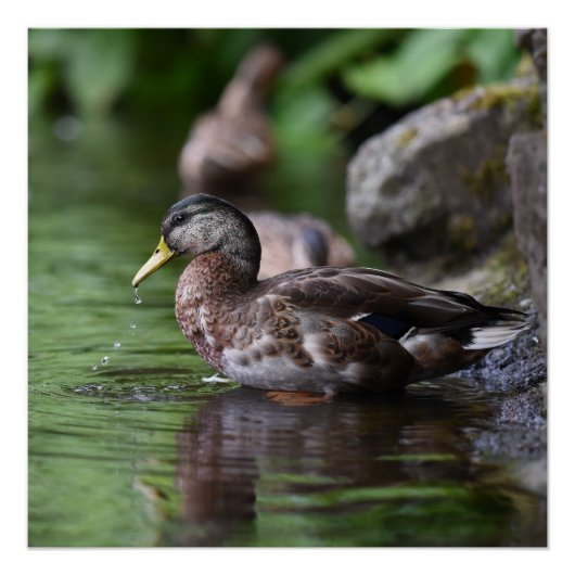 Poster de canard (Devant)
