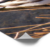 Poster de canard à bois (Coin)