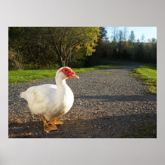 Poster de canard à muscovy mâle (Devant)