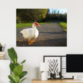 Poster de canard à muscovy mâle (Bureau à domicile)