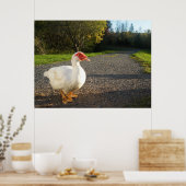 Poster de canard à muscovy mâle (Cuisine)