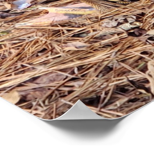 Poster de canard de muscovy (Coin)