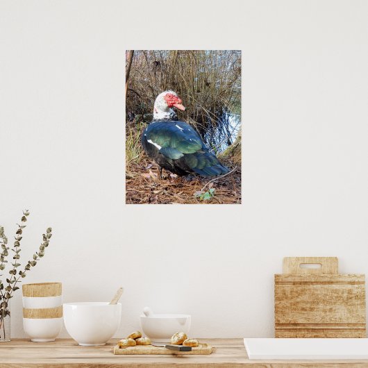 Poster de canard de muscovy (Cuisine)