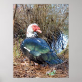 Poster de canard de muscovy (Devant)