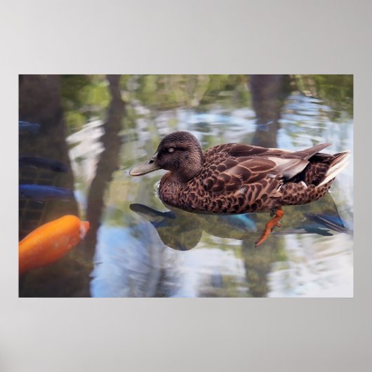Poster de canard et d'étang de poisson (Devant)