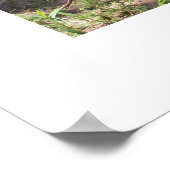 Poster de canards blancs sur une rampe (Coin)