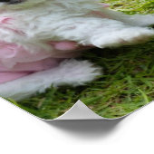 Poster de caniche maltais mignon (Coin)