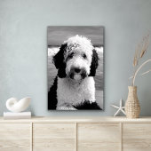 Poster de caniche noir et blanc