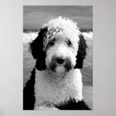 Poster de caniche noir et blanc (Devant)