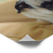 Poster de Carlin sucré (Coin)