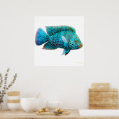 Poster de Carpintis Texas Cichlid (Cuisine)