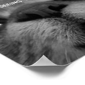 Poster de carte postale Black&White Cat Face (Coin)