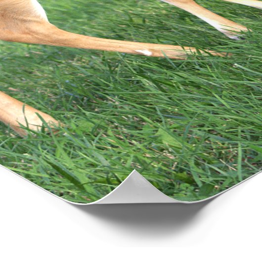 Poster de cerfs (Coin)