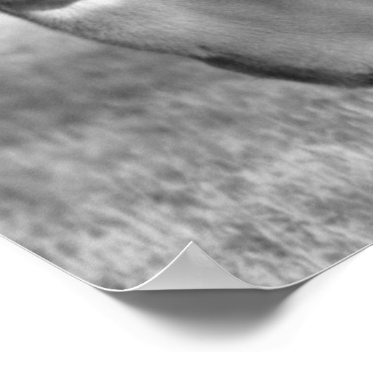 Poster de cerfs (Coin)