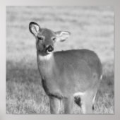 Poster de cerfs (Devant)