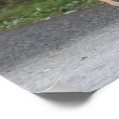 Poster de cerfs (Coin)