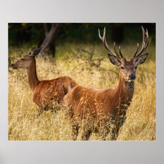 Poster de cerfs (Devant)