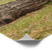 Poster de cerfs aveugles (Coin)