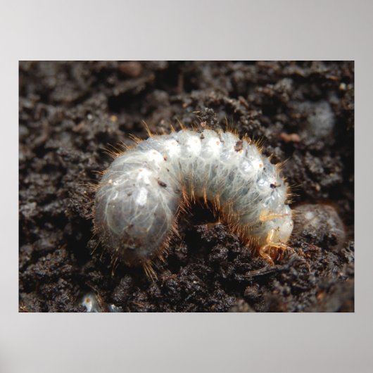 Poster de Chafer Larva (Devant)