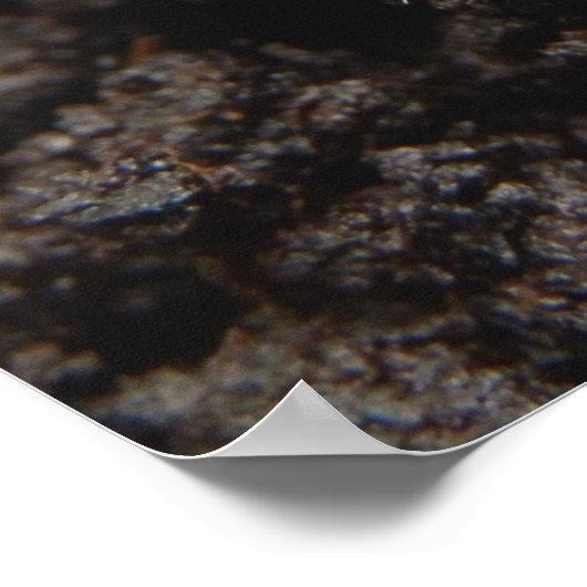 Poster de Chafer Larva (Coin)