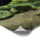 Poster de Chameleon sur le dos (Coin)