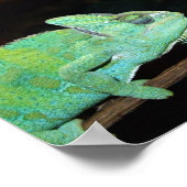 Poster de Chameleons (Coin)