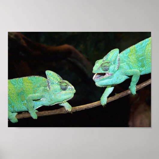 Poster de Chameleons (Devant)