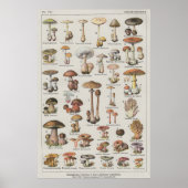 Poster de champignons (Devant)