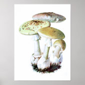 Poster de champignons (Devant)